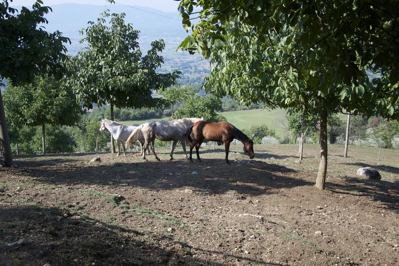 Fattoria Alvaneta Padula Exterior photo